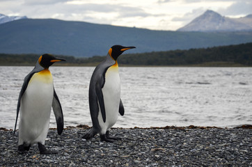 Fototapeta na wymiar Penguin couple on a walk