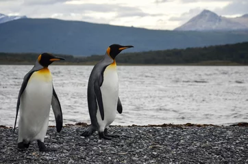 Poster Penguin couple on a walk © knik