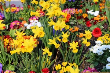 Wunderschönes Frühlingsbeet mit gemischten Blumen