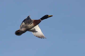 Mallard, Duck, Anas platyrhynchos