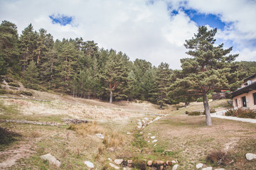Pine trees in the forest in Madrid mountain range.