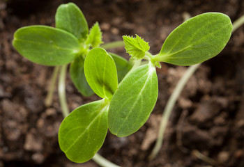 Young sprouts of tomato
