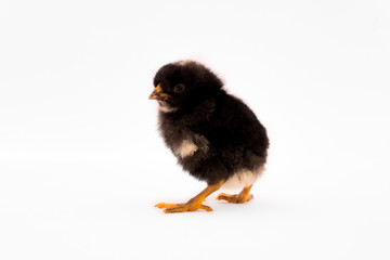 Little black chick