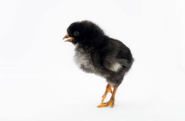 Black chick
