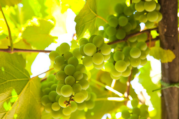 green grapes orchard