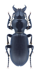 Beetle Broscus cephalotes