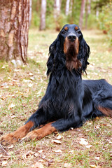  Setter Gordon in the autumn forest