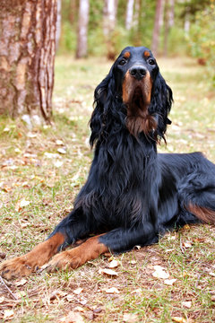  Setter Gordon in the autumn forest