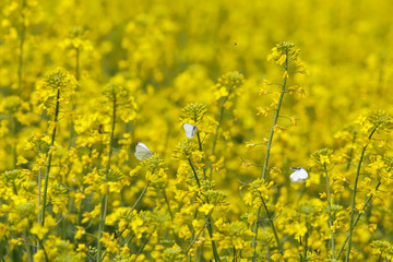 A field of flowering canola,attracts insects