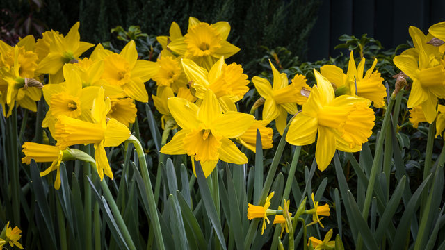 Close up of yellow daffodils isolated
