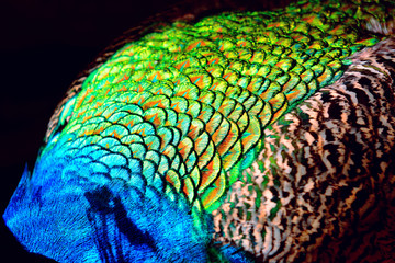 Obraz premium peacock and feathers blurred background