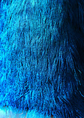 peacock and feathers blurred background