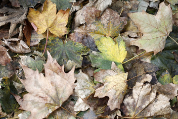 Foliage Autumn leaves in a pile