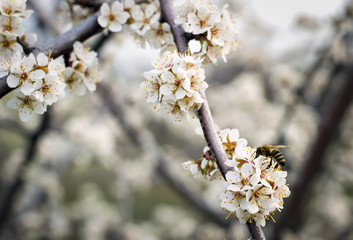 bee on a flowering apricot tree