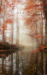 Fototapeta premium Red Forest