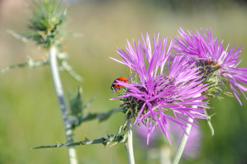 Wild thistle (carduus) and ladybug (coccinellidae).