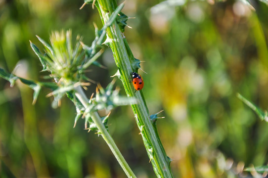 Ladybug (coccinellidae) on wild thistle (carduus).