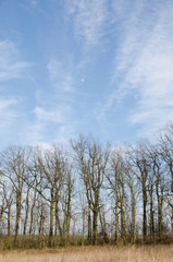 Autumn tree with blue sky