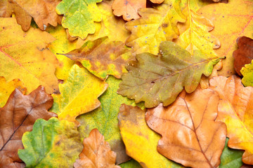 Background of several kinds of autumn leaves fallen to the ground