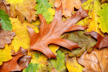 Background of several kinds of autumn leaves fallen to the ground
