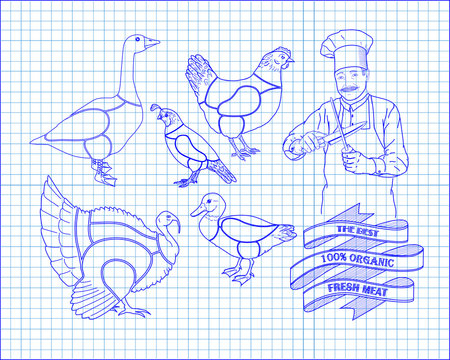 beautiful scheme cutting chicken turkey duck goose quail with ch