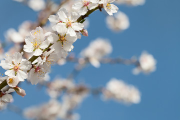 Flowering almond