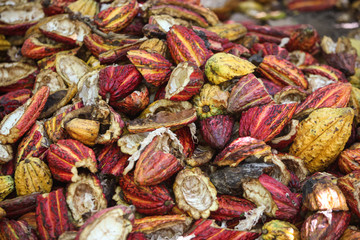 A detail view of chopped cocoa pods from Huayhuantillo village near Tingo maria, Peru, 2011.