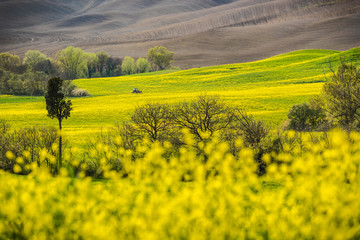 Yellow rape field in the landscape of Tuscany.