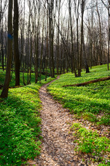 spring forest with sun rays