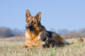 Female German Shepherd dog with nice puppy