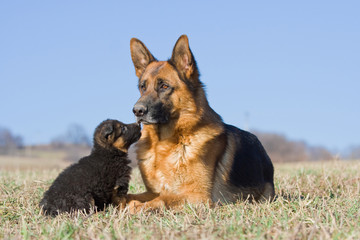 Female German Shepherd dog with nice puppy
