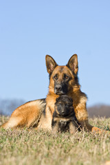 Female German Shepherd dog with nice puppy