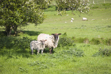 Fototapeta premium Grazing sheep with two lambs at a pasture in England