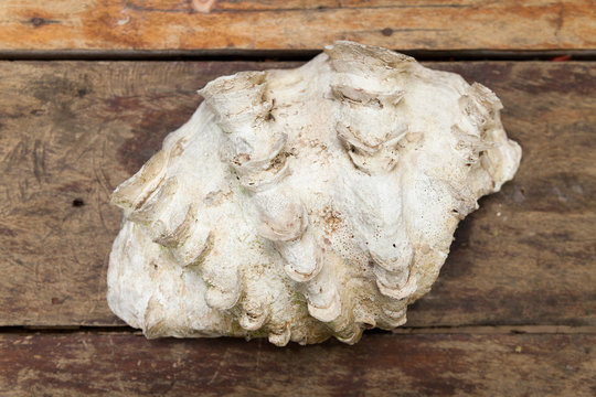 Big Decorative Shell