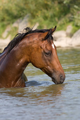 Obraz premium Nice brown horse standing in the water