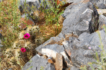 Spring wildflowers in the desert