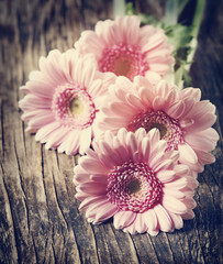 Beautiful pink gerbera flowers. Toned image
