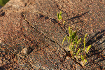 Spring wildflowers in the desert