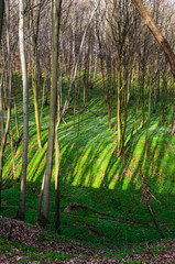 spring forest with sun rays