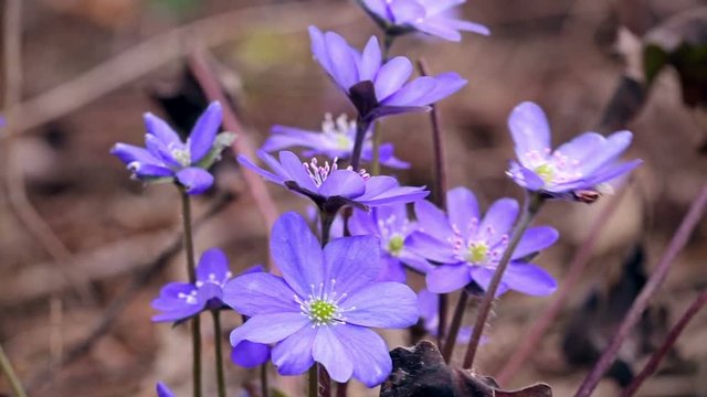 The first spring flowers in the wild forest.