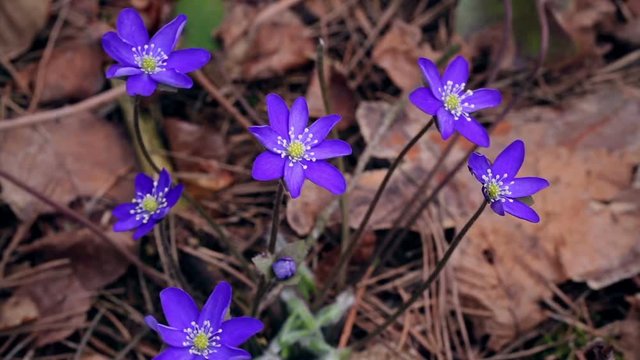 The first spring flowers in the wild forest.