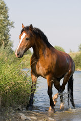 Obraz na płótnie Canvas Nice brown horse in the water