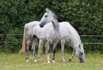 Obraz na płótnie Canvas Two nice white horses in the pasture