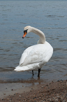 White mute swan turned to see if everything is okay