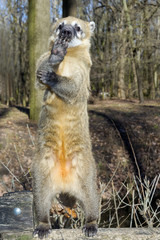 South-American coati