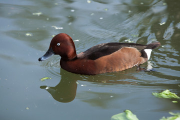 Eurasian wigeon (Anas penelope).