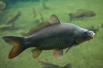 Obraz premium Wild common carp (Cyprinus carpio).