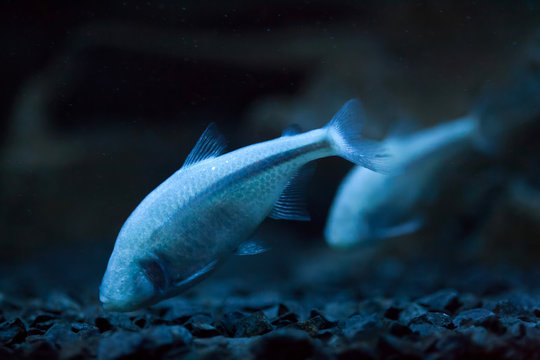 Mexican Tetra (Astyanax Mexicanus)