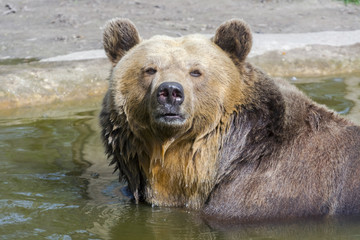 Fototapeta na wymiar Brown bear bath