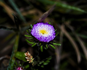 lilac flower